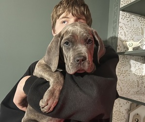 Cane Corso Puppy for Sale in VOLUNTOWN, Connecticut USA