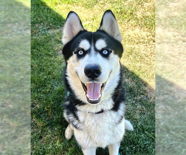 Medium Photo #2 Siberian Husky Puppy For Sale in Sacramento, CA, USA