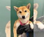 Small Shiba Inu Mix
