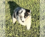 Small #1 Shetland Sheepdog