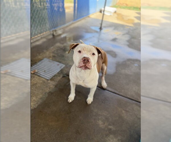 Medium Photo #2 Mutt Puppy For Sale in Chula Vista, CA, USA