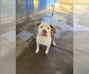 CUPIDO - Male Mutt Dog for Adoption - Photo #2