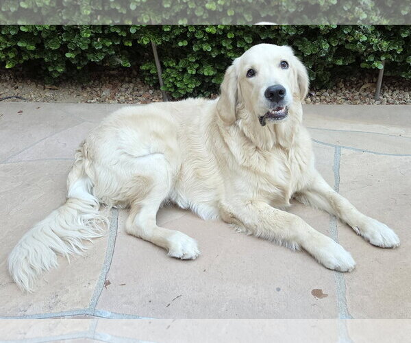 Medium Photo #2 Golden Retriever Puppy For Sale in Glendale , AZ, USA