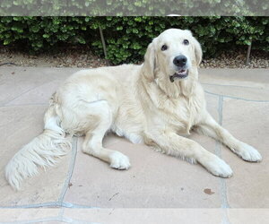 Buddy 26-073 - Male Golden Retriever Dog for Adoption - Photo #2