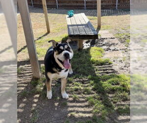 American Pit Bull Terrier-Siberian Husky Mix Dogs for adoption in Plano, TX, USA