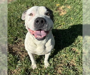 Mutt Dogs for adoption in Modesto, CA, USA