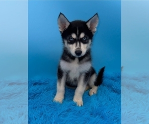 Siberian Husky Puppy for Sale in SANDY HOOK, Kentucky USA