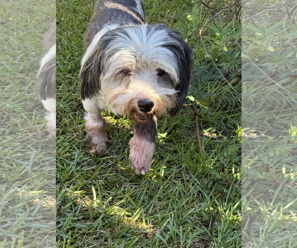 Medium Photo #5 Havanese Puppy For Sale in Gulfport, MI, USA