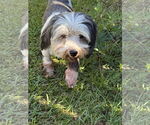 Small #4 Havanese