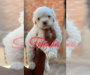 Maltipoo Puppy for sale in KILLEEN, TX, USA