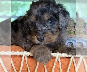 Bernedoodle (Miniature) Puppy for sale in MORGANTON, GA, USA