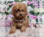 Small Photo #39 Poodle (Toy) Puppy For Sale in HAYWARD, CA, USA