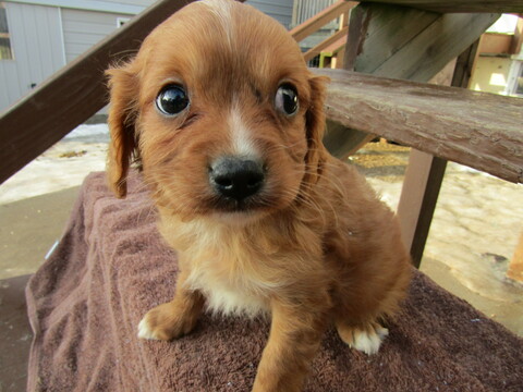 Medium Photo #2 Cavapoo Puppy For Sale in HUDSON, MI, USA
