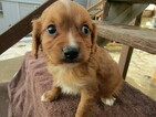Small Photo #2 Cavapoo Puppy For Sale in HUDSON, MI, USA