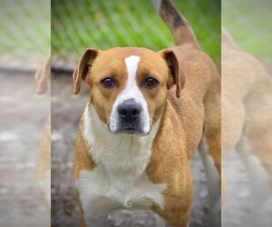 Mutt Dogs for adoption in Crandall, GA, USA