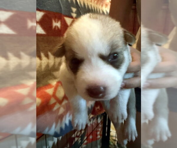 Medium Photo #2 Siberian Husky Puppy For Sale in Matawan, NJ, USA