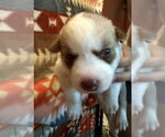 Small #1 Siberian Husky