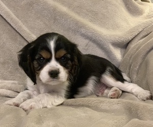 Cavalier King Charles Spaniel Puppy for sale in TULSA, OK, USA