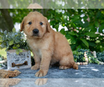 Small Photo #30 Golden Retriever Puppy For Sale in WOLCOTTVILLE, IN, USA