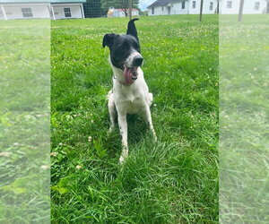 Holly Anne - Female Mutt Dog for Adoption - Photo #2