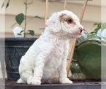 Image preview for Ad Listing. Nickname: SNOWY STELLA