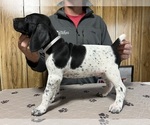 Puppy Gray Collar German Shorthaired Pointer