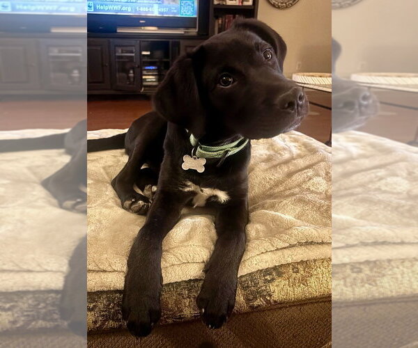 Medium Photo #3 Labrador Retriever-Unknown Mix Puppy For Sale in Boston, MA, USA
