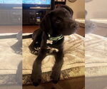 Small #2 Labrador Retriever Mix