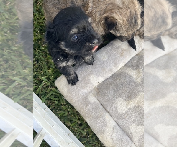 Medium Photo #12 Maltipom Puppy For Sale in MIRA LOMA, CA, USA