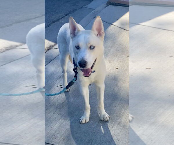 Medium Photo #4 Siberian Husky-Unknown Mix Puppy For Sale in Newport Beach, CA, USA