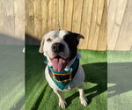 Small #19 American Pit Bull Terrier Mix