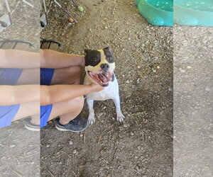 Elvis - Male American Staffordshire Terrier-Unknown Mix Dog for Adoption - Photo #2