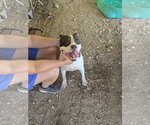Small #1 American Staffordshire Terrier Mix