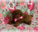 Small Photo #3 Poodle (Toy) Puppy For Sale in LANCASTER, PA, USA