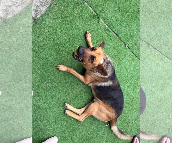 Medium Photo #3 German Shepherd Dog Puppy For Sale in New Hill, NC, USA