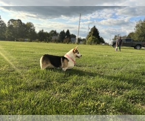 Pembroke Welsh Corgi Puppy for sale in COBLESKILL, NY, USA