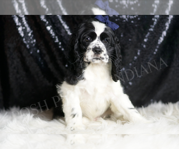 Medium Photo #1 Cocker Spaniel Puppy For Sale in WARSAW, IN, USA