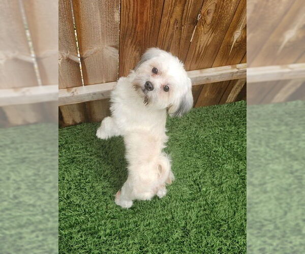 Medium Photo #1 Mal-Shi Puppy For Sale in Oakhurst, NJ, USA