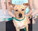Small #1 Pembroke Welsh Corgi Mix