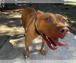 American Staffordshire Terrier-Unknown Mix Dogs for adoption in Grand Prairie, TX, USA