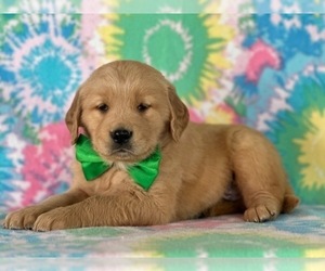 Golden Retriever Puppy for sale in LANCASTER, PA, USA