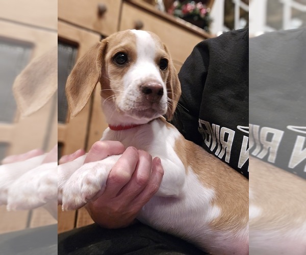 Medium Photo #1 Beagle Puppy For Sale in APPOMATTOX, VA, USA