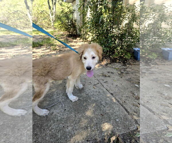 Medium Photo #7 Great Pyrenees Puppy For Sale in Spring, TX, USA