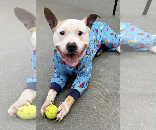 Medium Photo #3 American Bulldog-Labrador Retriever Mix Puppy For Sale in Rockaway, NJ, USA