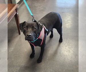 Matilda - Female American Staffordshire Terrier-Unknown Mix Dog for Adoption - Photo #3
