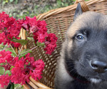 Small #2 Belgian Malinois