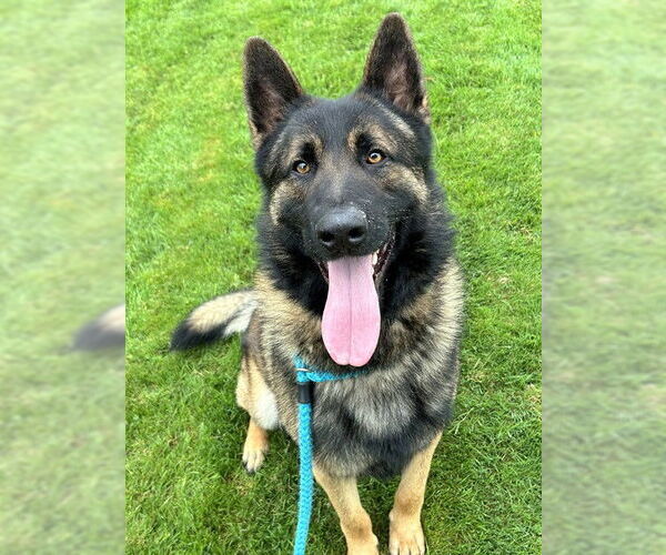 Medium Photo #2 German Shepherd Dog-Unknown Mix Puppy For Sale in Sacramento, CA, USA