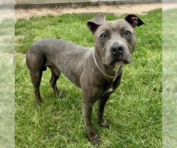 Medium Photo #2 American Pit Bull Terrier Puppy For Sale in Conroe, TX, USA
