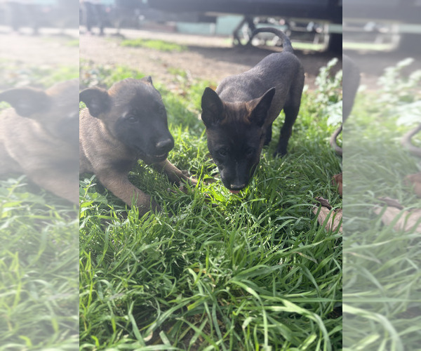 Medium Photo #25 Belgian Malinois Puppy For Sale in DIXON, CA, USA