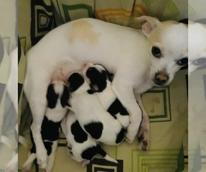Chorkie Puppy for sale in MANKATO, MN, USA